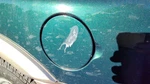 2000-02 Passport Fuel Tank Door With Hinge Gas Lid Oem Filler Hgm Huntsman Green. Fixed Price $103.70.