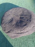 1973 Cadillac Fleetwood Eldorado 15" Spare Tire Cover Oem. Fixed Price $118.15.